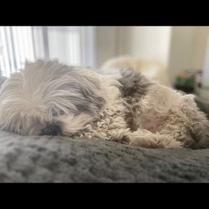 Meet your Posher, Bella